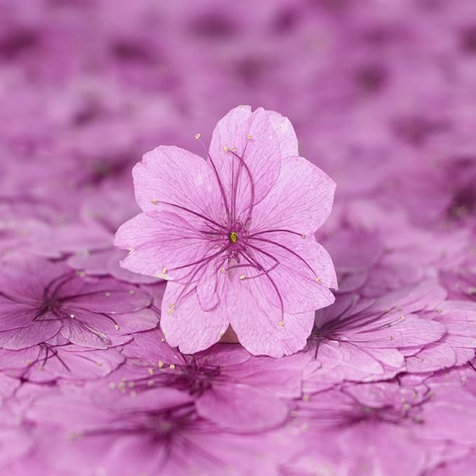 48 Pcs Dried Pressed Flowers for Resin DIY Art Crafts Natural Dry Sakura Larkspur Floral Epoxy Jewelry Real Flower Decor Cakes Phone Cases Candles Handmade Soap