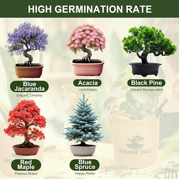 5 Pack Bonsai Tree Kit - 5 Seeds Growing Plant Bonsai Tree Live Kit for Beginners, Easy to Grow Complete Indoor Garden Starter Kits with Wooden Box & Tools, Christmas Gifts for Men Women Plant Lover